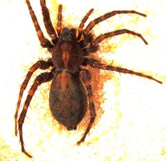 Pardosa wyuta
