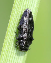 Taphrocerus