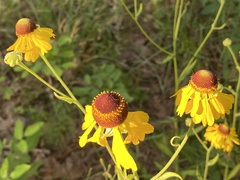 Helenium campestre