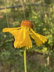 Helenium campestre