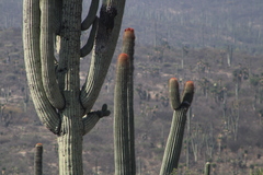 Cephalocereus macrocephalus