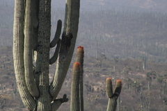 Cephalocereus macrocephalus