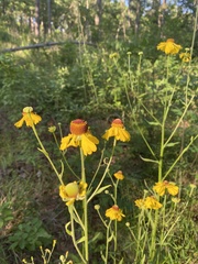 Helenium campestre