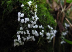 Ceratiomyxa morchella