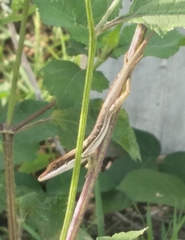 Anolis semilineatus