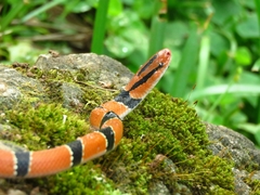 Oreocryptophis porphyraceus