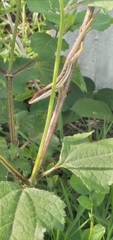 Anolis semilineatus