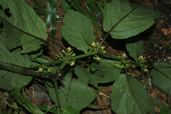 Witheringia solanacea