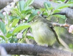 Empidonax flaviventris