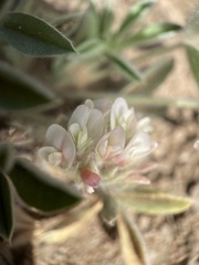 Trifolium andersonii