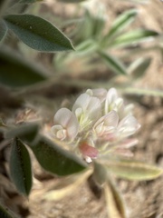 Trifolium andersonii