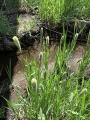 Alopecurus arundinaceus