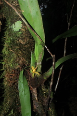 Maxillaria villosa