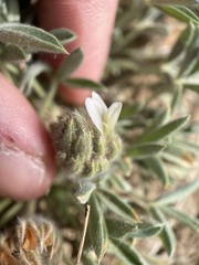 Trifolium andersonii