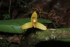 Maxillaria villosa