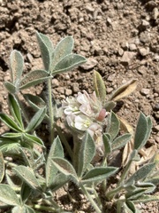 Trifolium andersonii