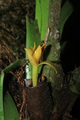 Maxillaria villosa