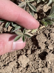 Trifolium andersonii
