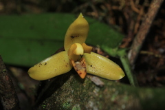 Maxillaria villosa