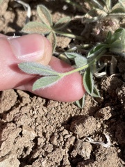 Trifolium andersonii