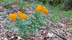 Asclepias tuberosa