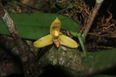 Maxillaria villosa