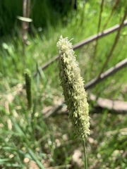 Alopecurus arundinaceus