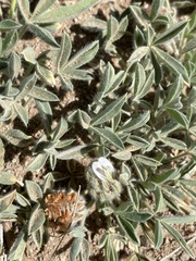 Trifolium andersonii