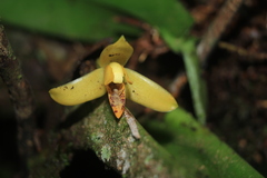 Maxillaria villosa