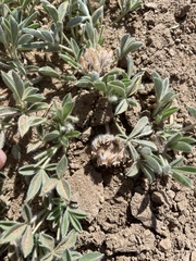 Trifolium andersonii
