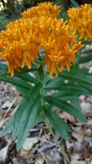 Asclepias tuberosa