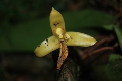 Maxillaria villosa