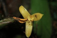 Maxillaria villosa