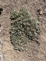 Trifolium andersonii