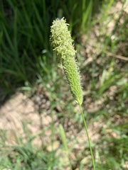 Alopecurus arundinaceus
