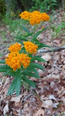Asclepias tuberosa