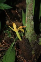 Maxillaria villosa