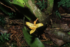 Maxillaria villosa