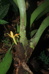 Maxillaria villosa