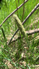 Alopecurus arundinaceus