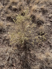 Baccharis pteronioides