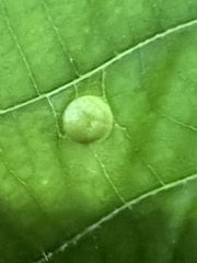 Phylloxera caryaeglobuli