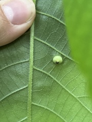 Phylloxera caryaeglobuli