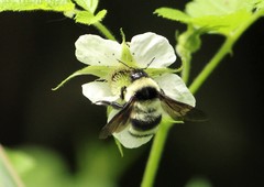 Bombus brasiliensis