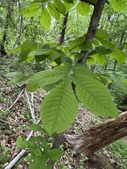 Phylloxera caryaeglobuli
