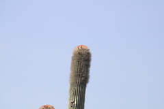Cephalocereus macrocephalus