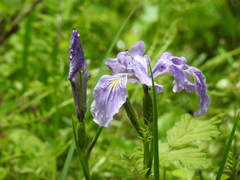 Iris tenax tenax