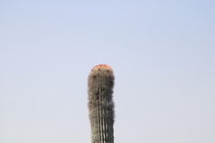 Cephalocereus macrocephalus
