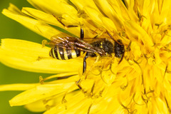 Nomada luteoloides
