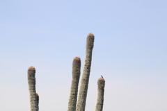 Cephalocereus macrocephalus